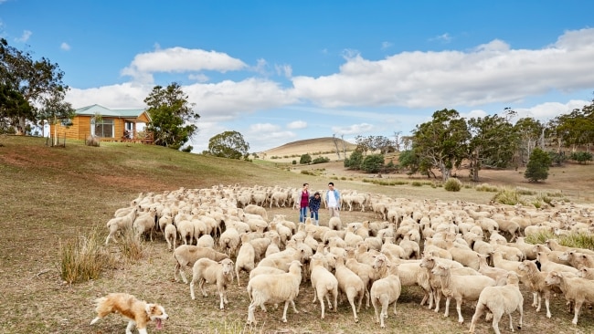 5. Farm life goes luxe at Hamilton Curringa Farm is 300ha abundant with sheep, native wildlife and crops. Sixth-generation farmers Tim and Jane Parsons host guests in secluded cottages complete with breakfast supplies to enjoy while admiring the view over Lake Meadowbank. Tip: Book the Shearers Smoko farm tour for a sheep-shearing demo, farm dogs rounding up sheep, and tea/wine with Jane’s home-baked scones. See also: 50 amazing short breaks to take in 2023 Tasmanian hotel that took my breath away 'Best meal in a decade': Tassie restaurant blows Curtis Stone away The ultimate Tassie road trip in 7 days