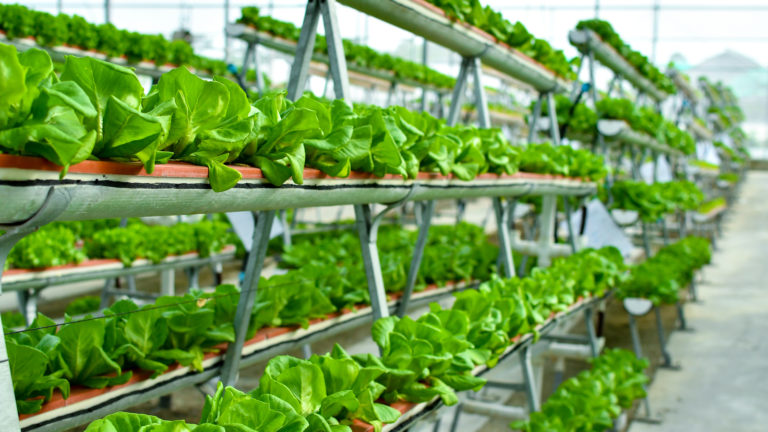 Why Is Edible Garden (EDBL) Stock...